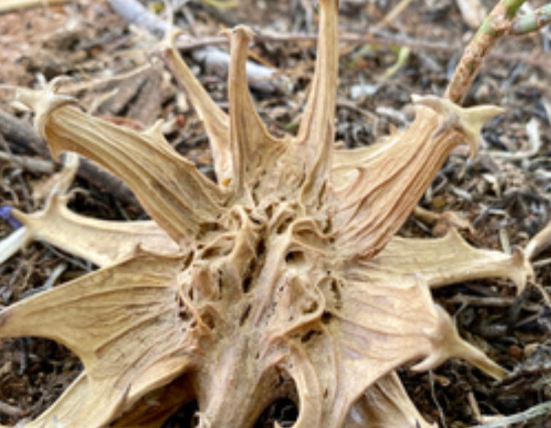 Devil’s Claw Root Extract