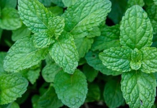 Dried Peppermint | Cut & Sifted