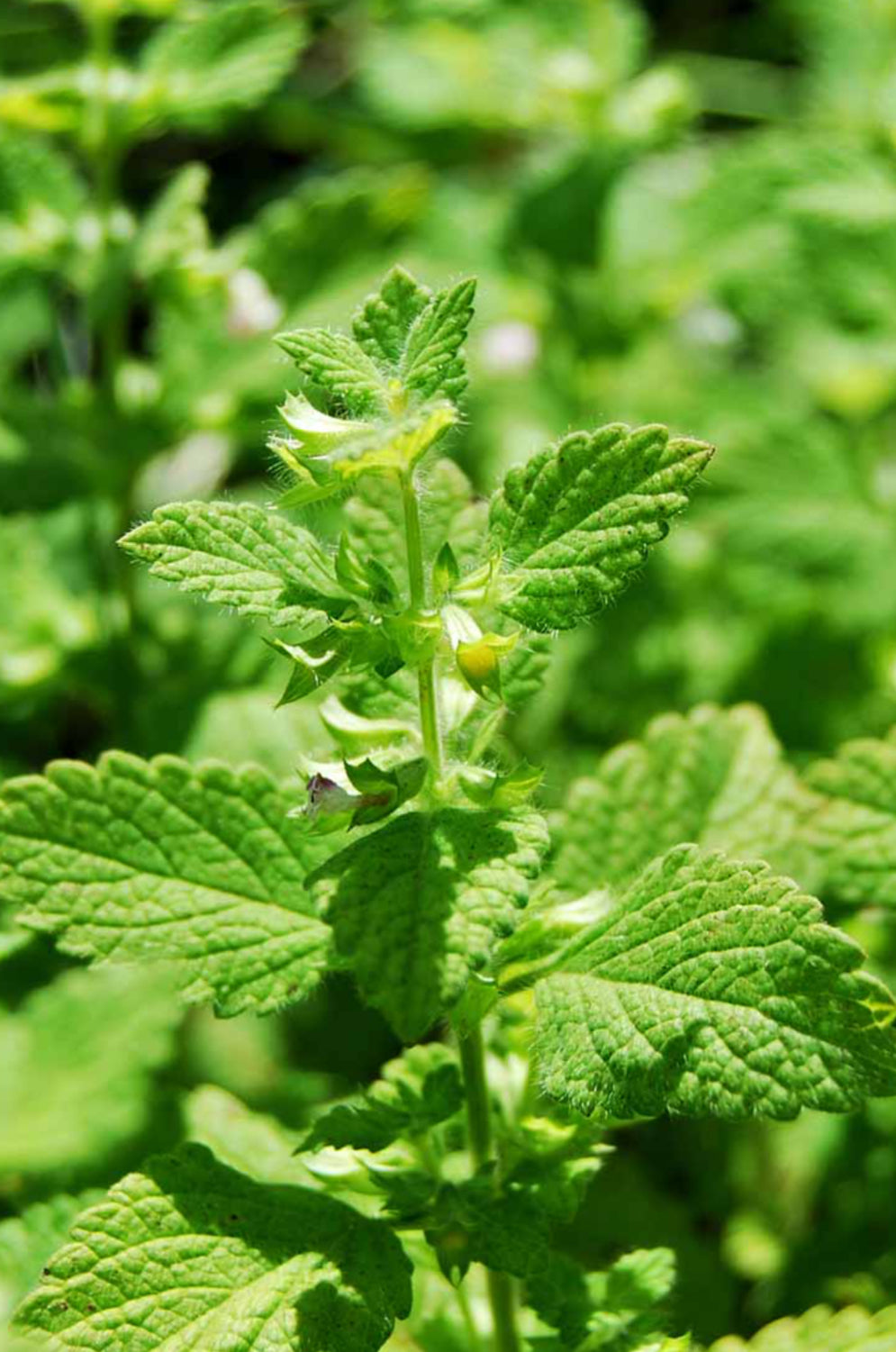 Lemon Balm Extract