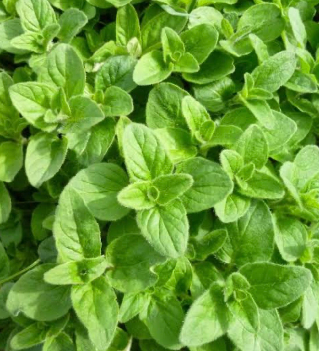 Oregano Extract