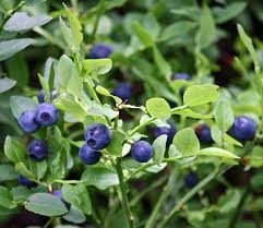 Bilberry Extract