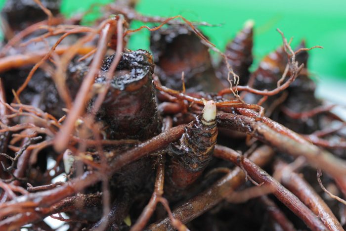Black Cohosh Root Extract