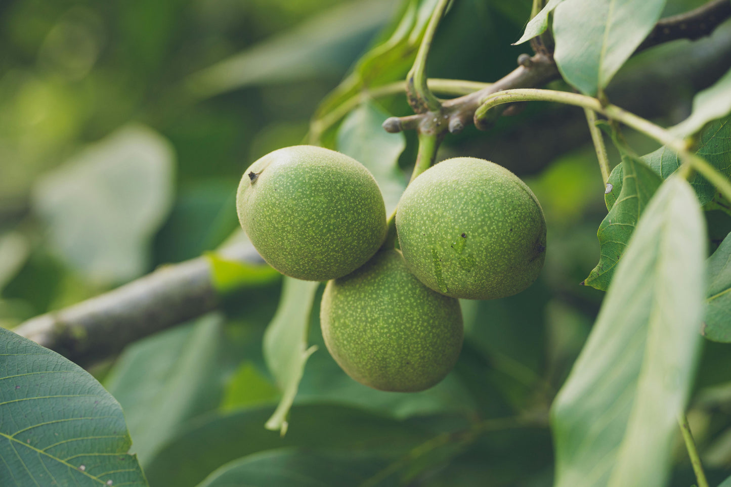 Black Walnut Hull Tea Powder