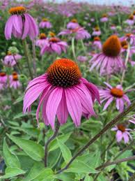 Echinacea Angustifolia Extract