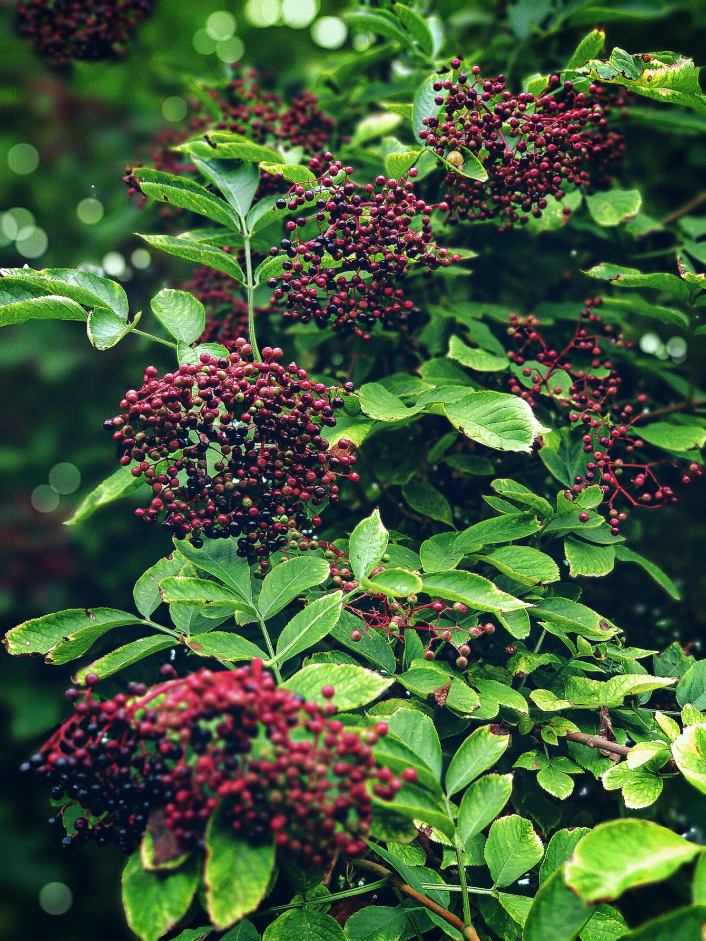 Elderberry Extract