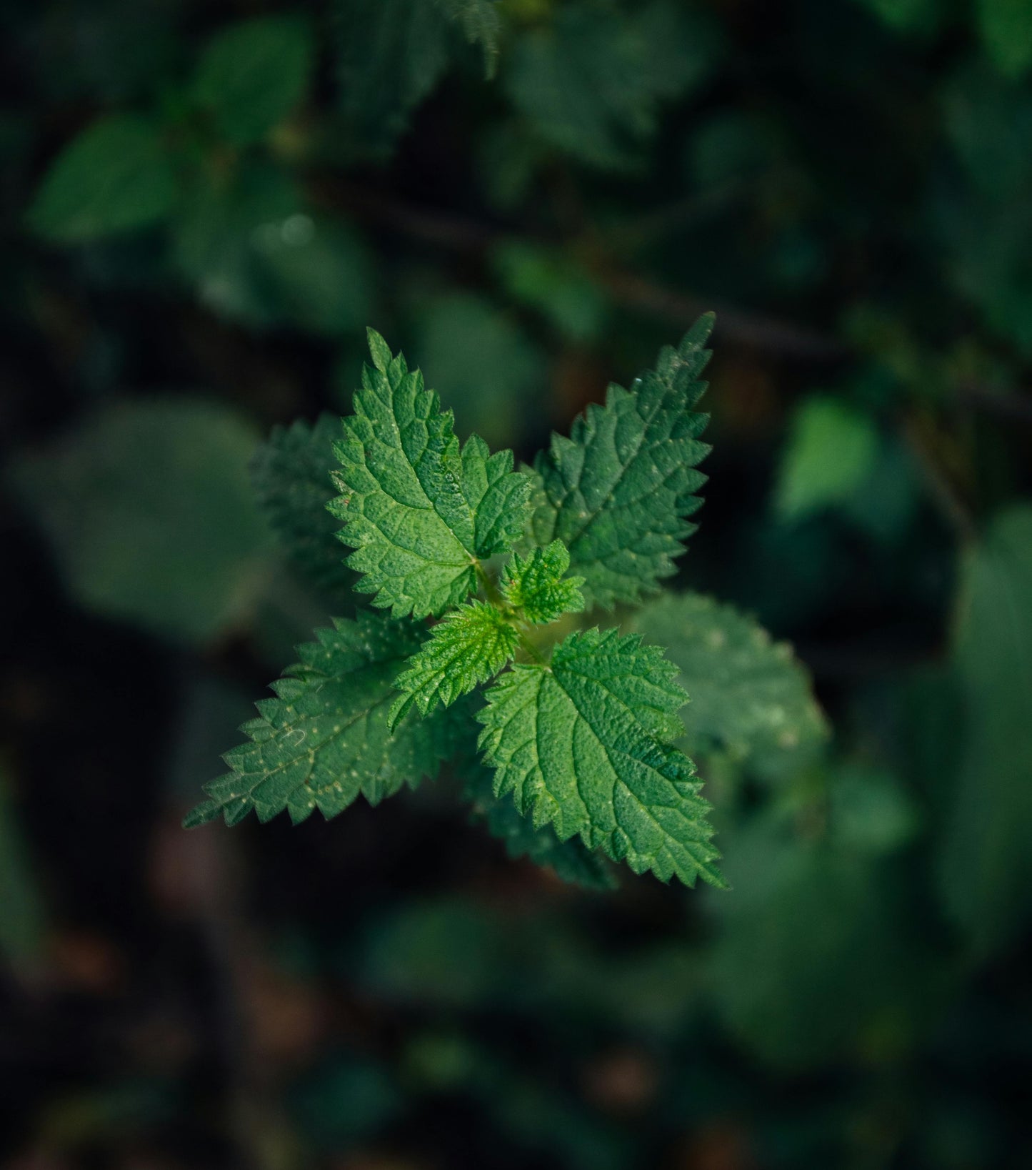 Stinging Nettle Extract