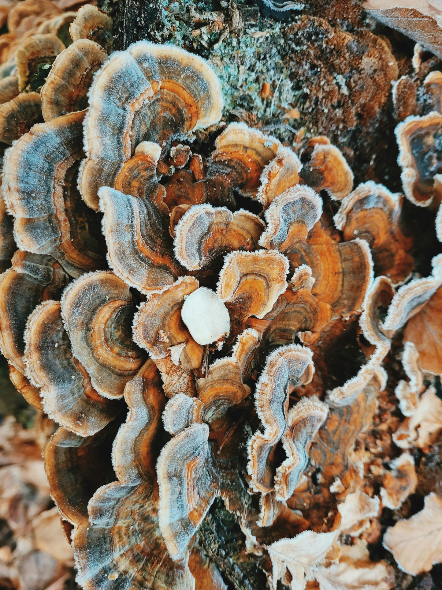 Turkey Tail Extract |Dual Extraction| Fruiting Body & Mycelium