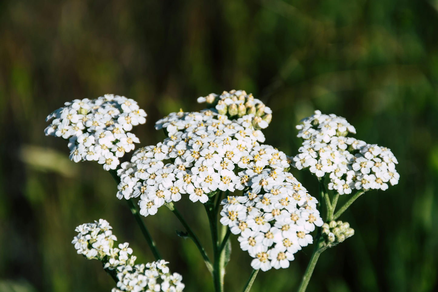 Yarrow Extract