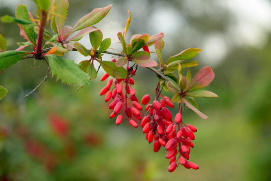 Barberry Root Extract
