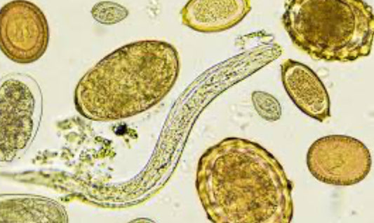 Parasitic Detox & Chlorella