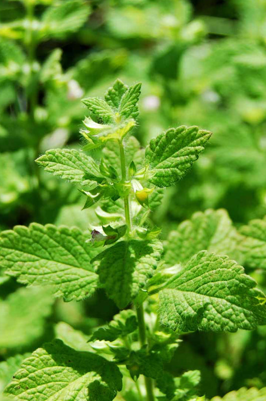 Lemon Balm Extract