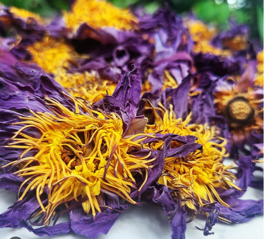 Blue Lotus | Whole Flower