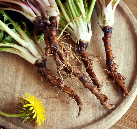 Dandelion Root Extract