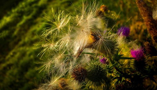 Milk Thistle Tea | Powder