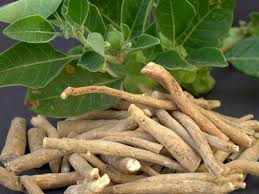 Ashwaghanda Root Extract