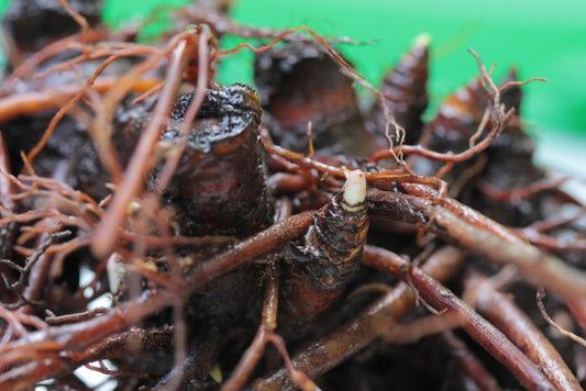 Black Cohosh Root Extract