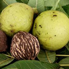 Black Walnut Hull Extract
