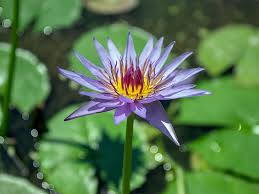 Blue Lotus Flower Extract