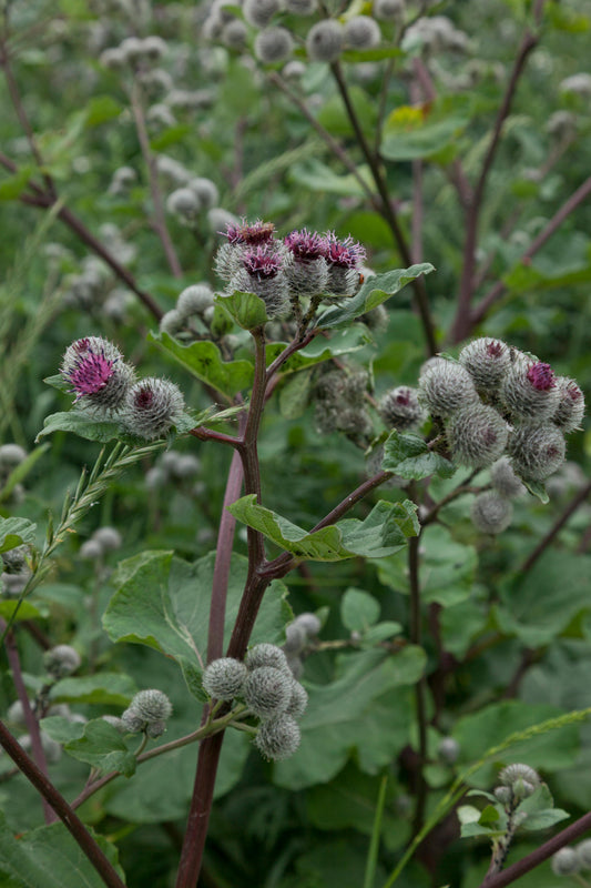 Burdock Root Extract