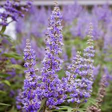 Chasteberry (Vitex) Extract