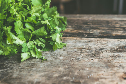 Cilantro Extract