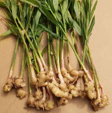 Ginger Root Extract