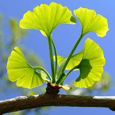 Ginkgo Biloba Extract