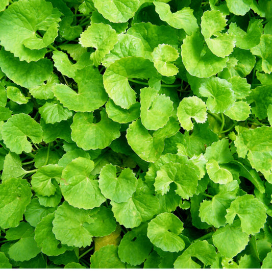 Gotu Kola Extract