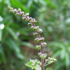 Holy Basil Tulsi (Rama)