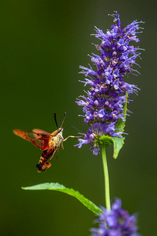 Hyssop Tea | Loose Leaf