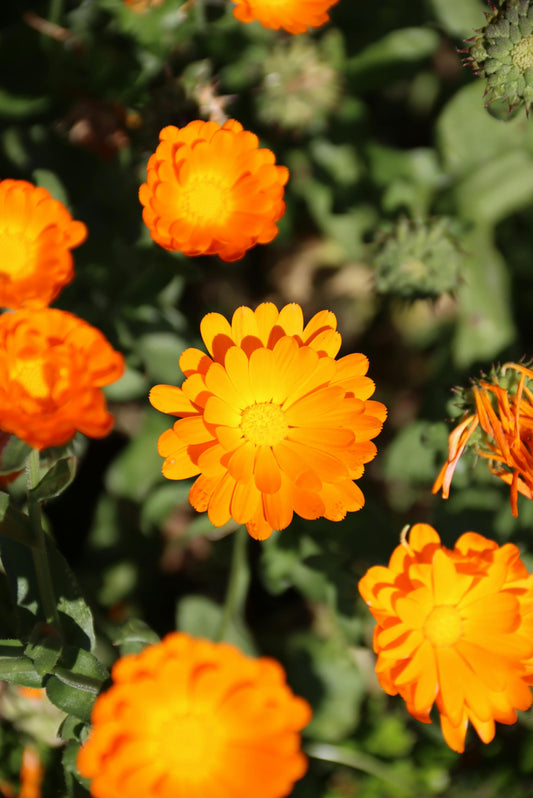Calendula Extract