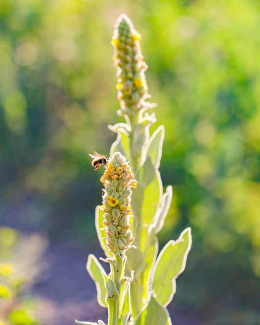 Mullein Extract