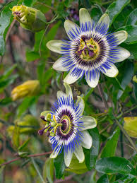 Passion Flower Extract
