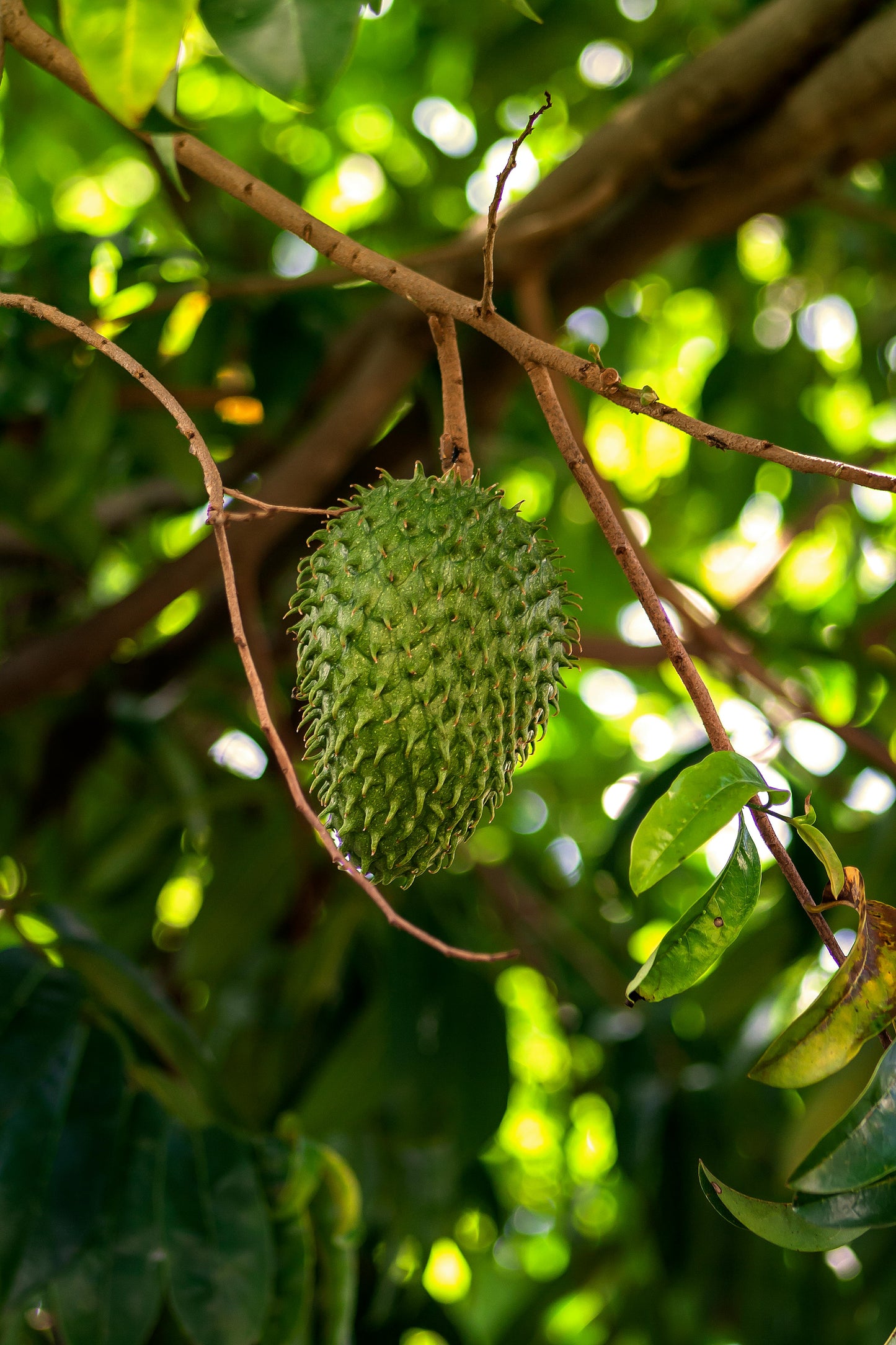 Soursop Extract