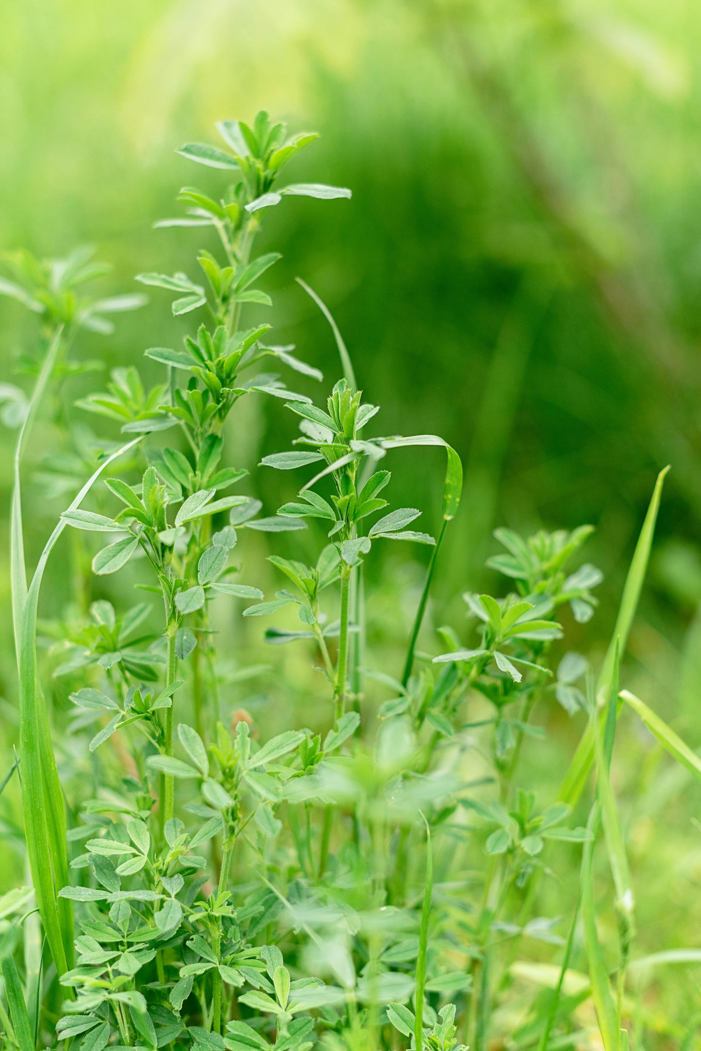 Cleavers Extract