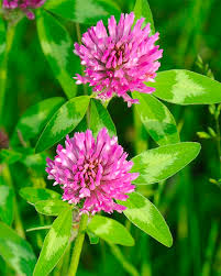 Red Clover Extract