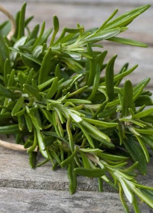 Rosemary Extract