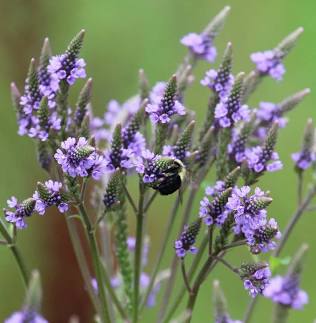 Vervain Extract