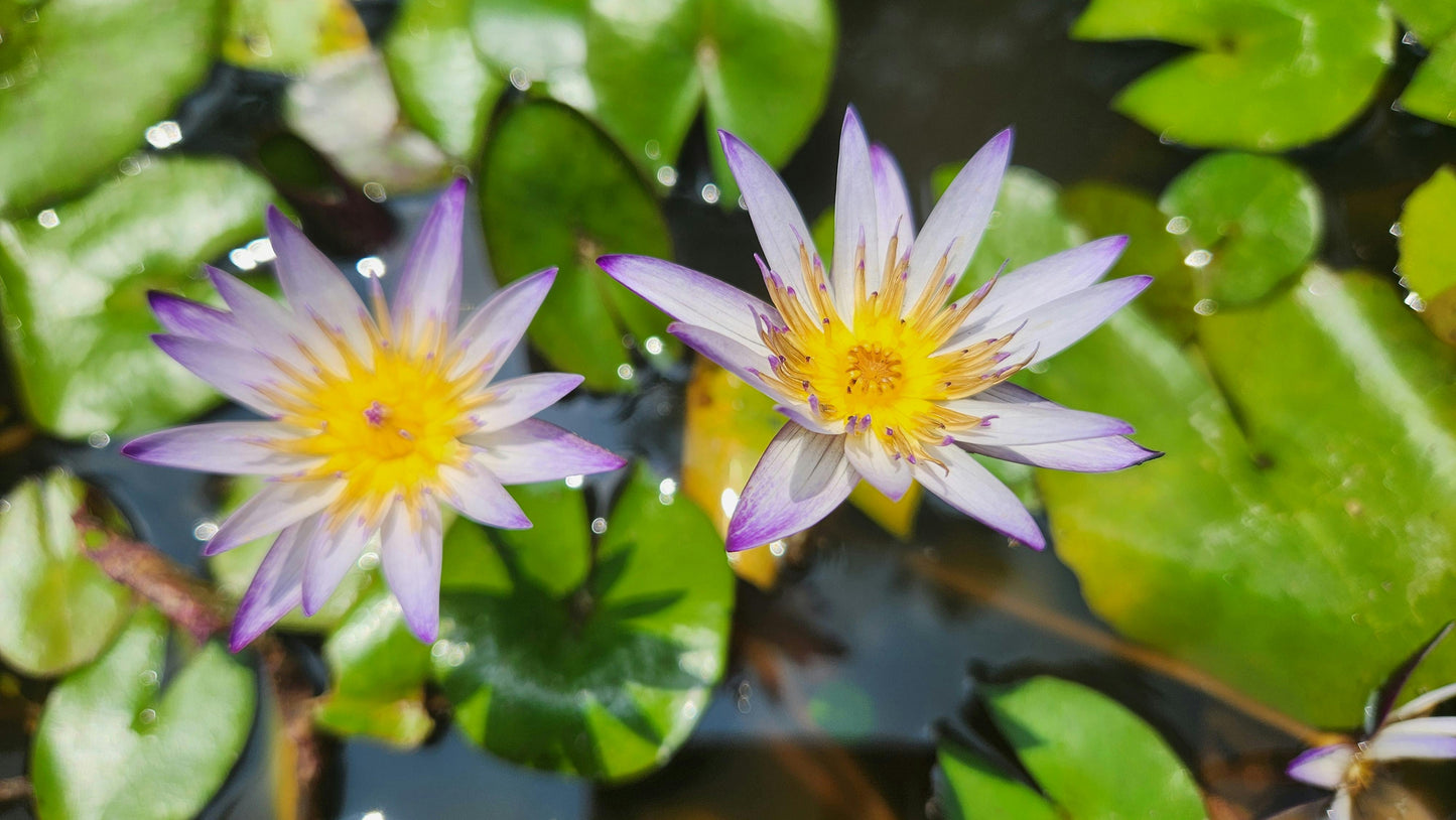 100% True Egyptian Water Lily | “Sacred Blue Lotus” Extract | Nymphaea caerulea